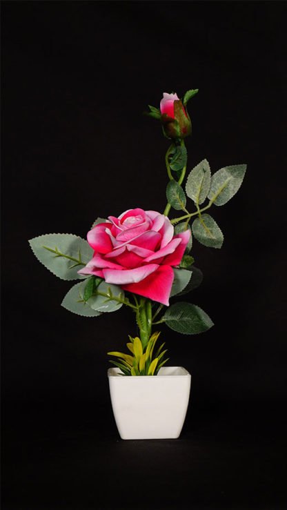 Order 1 Feet Single Rose